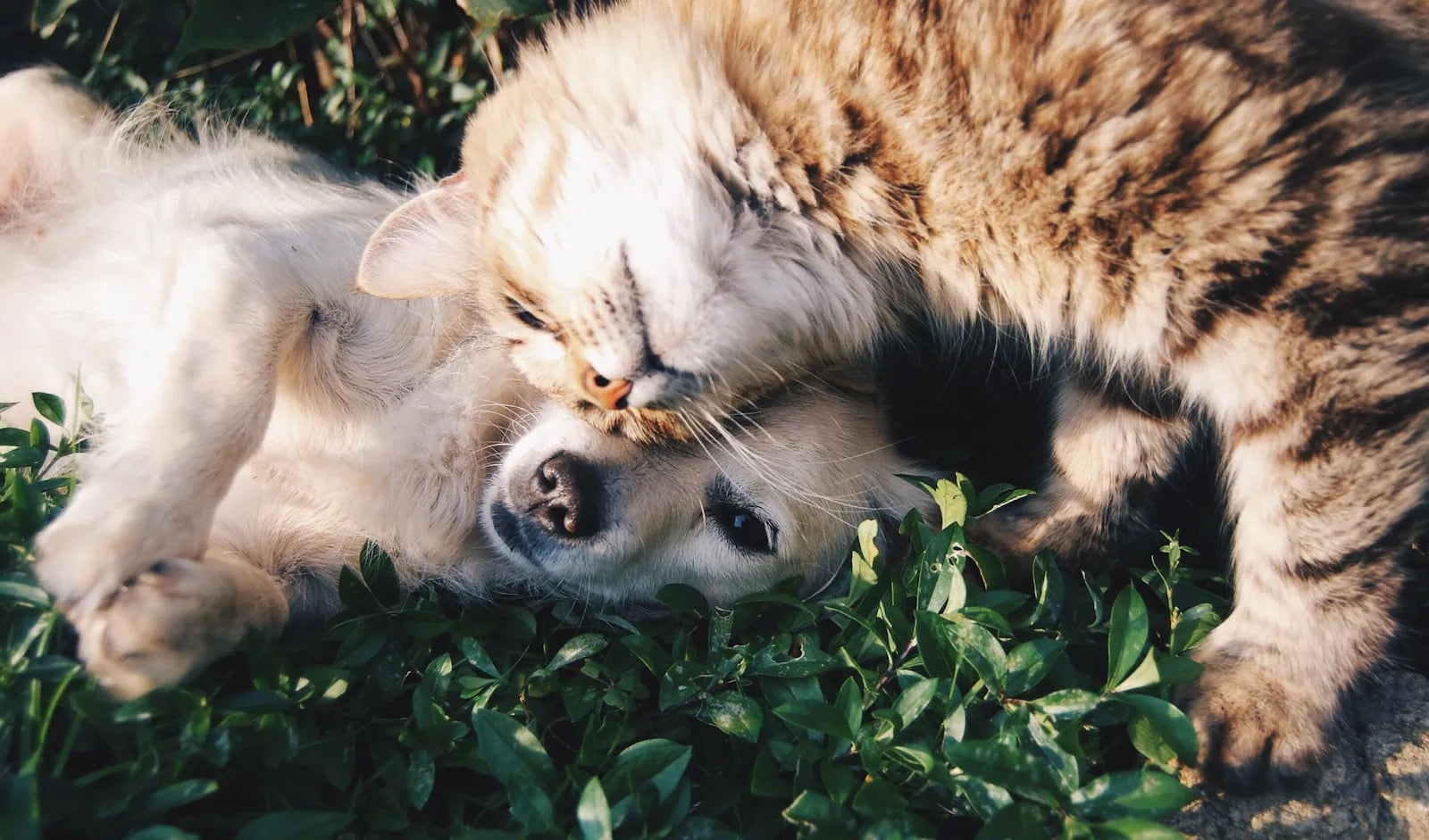 The evening walk, no negotiating