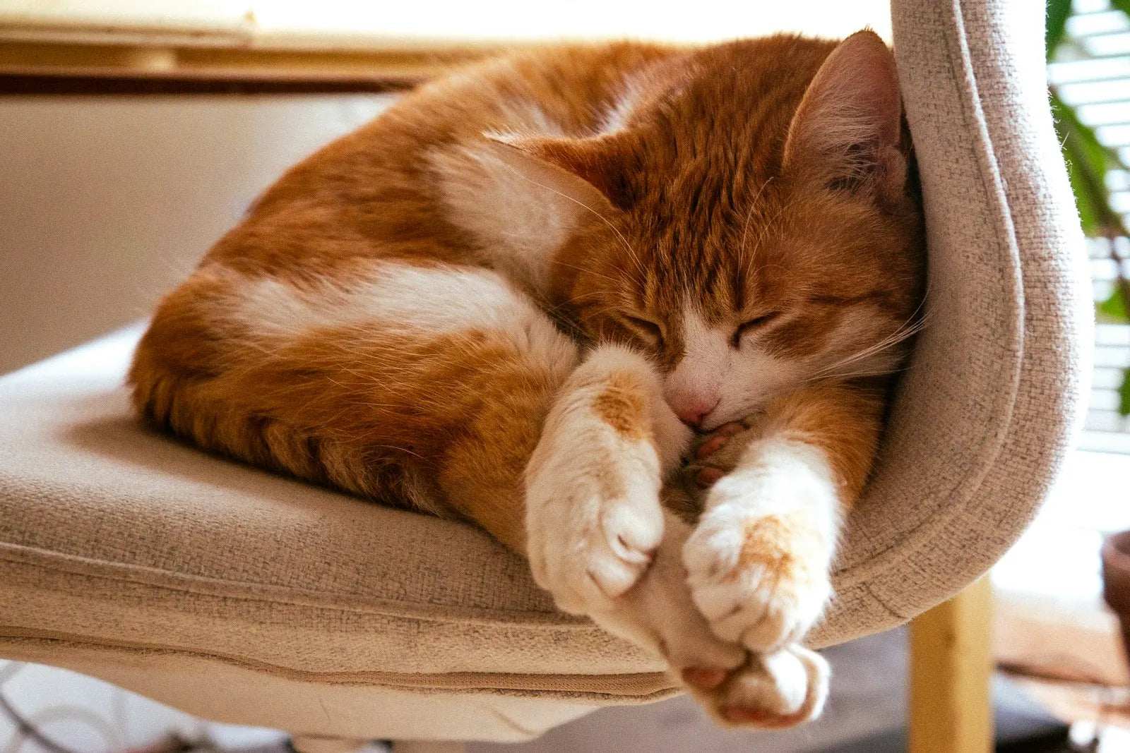 Cats